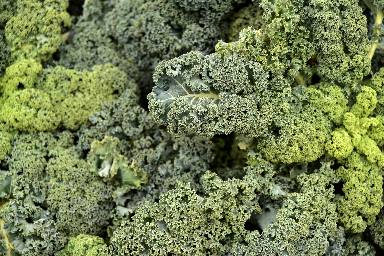 Nikon D750 sample photo. Kale, vegetables, green photography