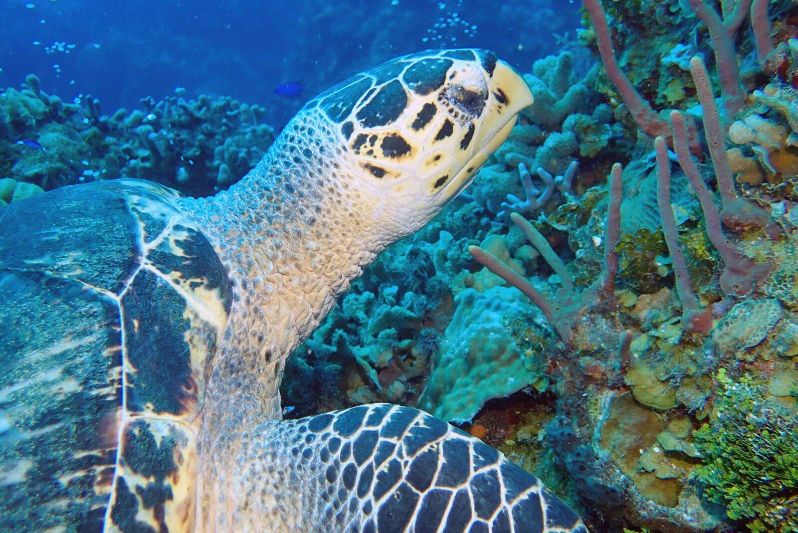 Olympus TG-5 sample photo. Turtle, underwater, photography photography