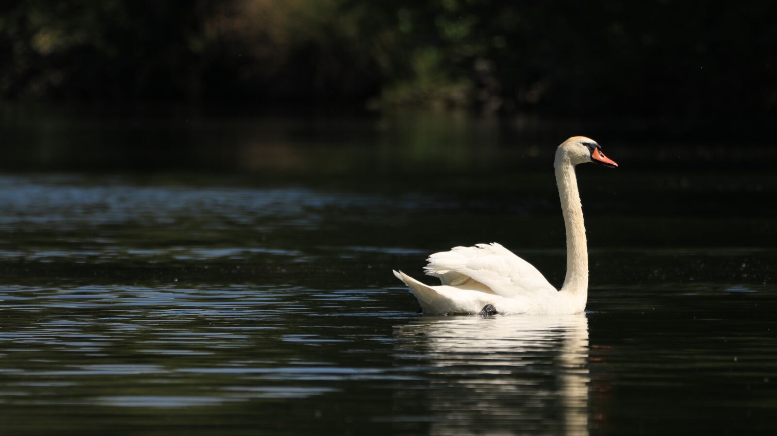 150-600mm F5-6.3 DG OS HSM | Contemporary 015 sample photo. Swan, lake, bird photography