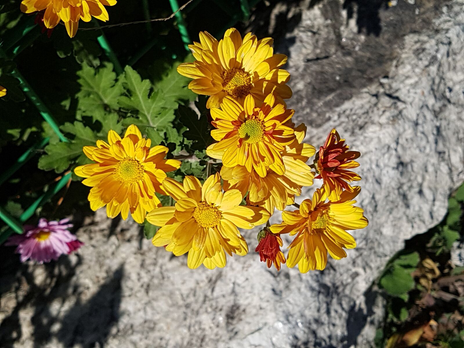 Samsung Galaxy S7 sample photo. Yellow chrysanthemums, fall flowers photography