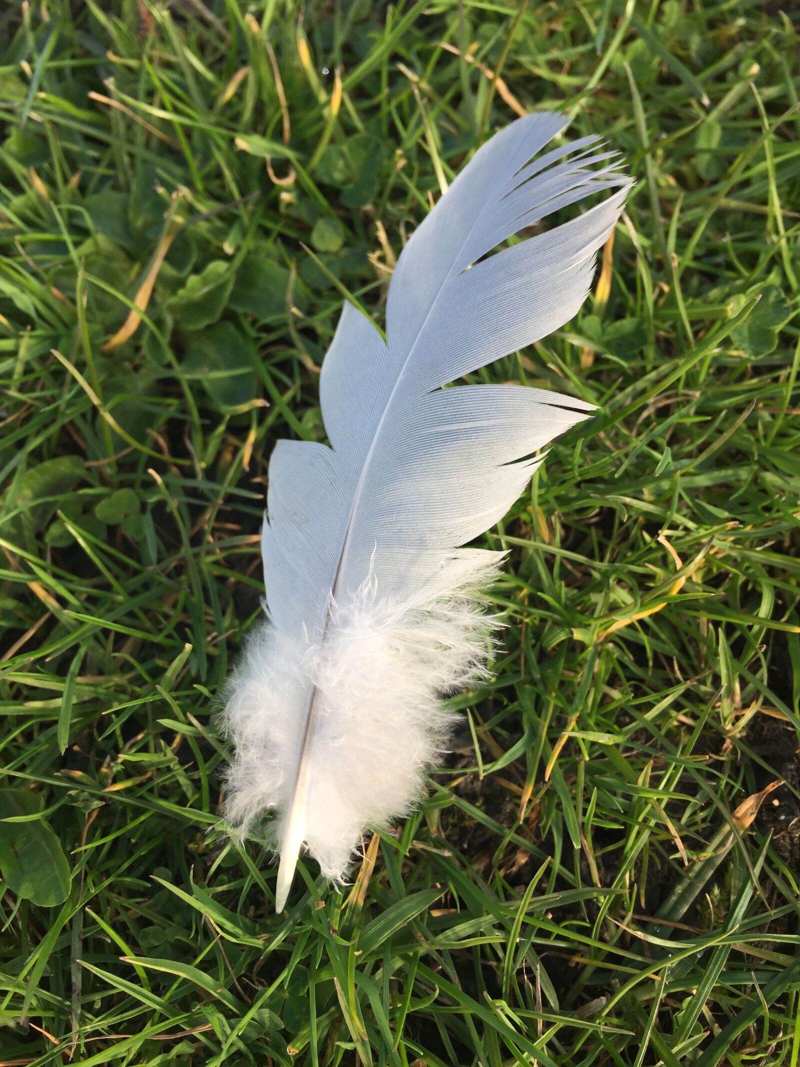 Apple iPhone 6 sample photo. Feather, grass, white photography