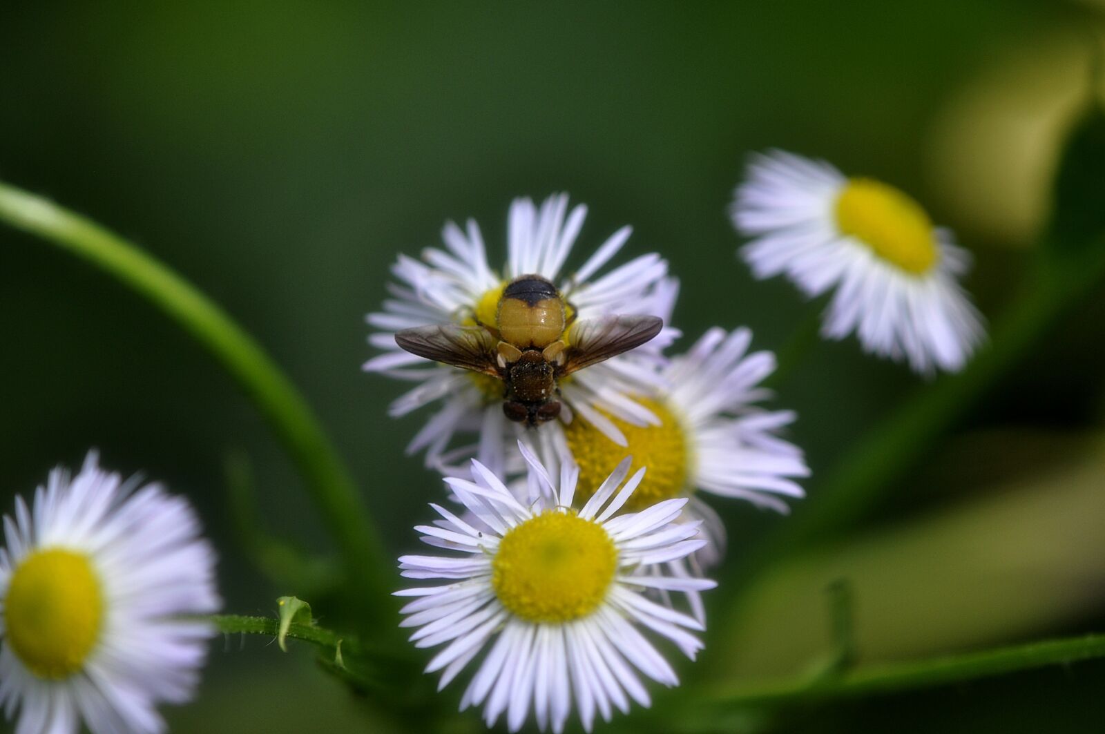 Nikon D90 sample photo. Nature, plants, flowers photography