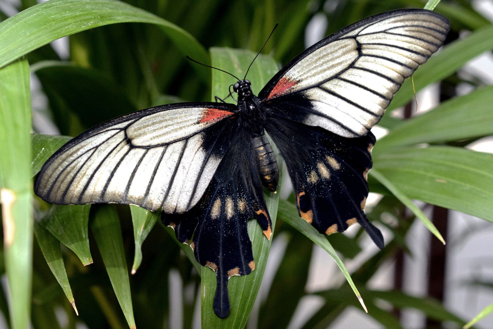 Nikon D7100 sample photo. Butterfly, insect, wing photography