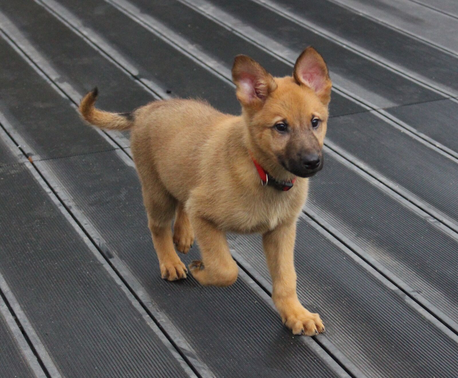 Canon EOS 700D (EOS Rebel T5i / EOS Kiss X7i) sample photo. Puppy, dog, petit photography