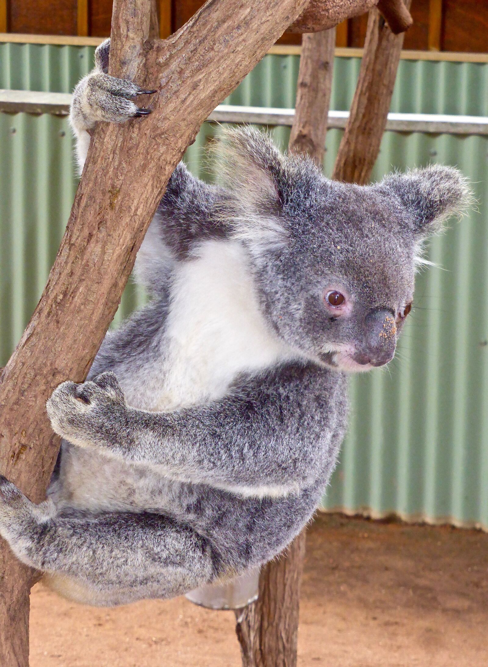 Panasonic DMC-TZ41 sample photo. Koala, bear, australian photography