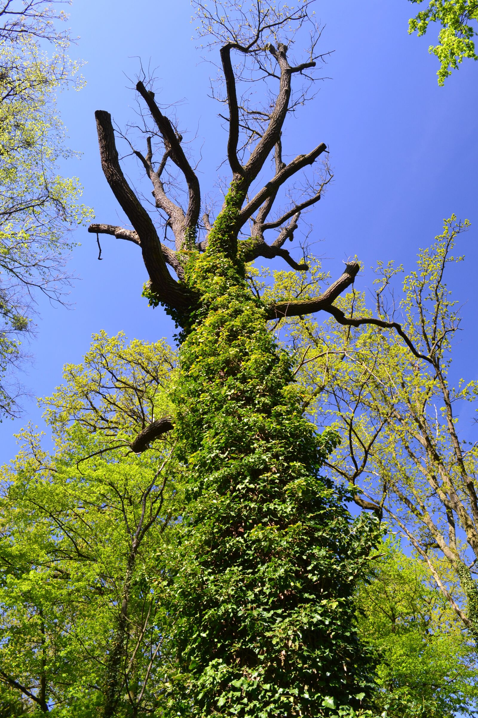 Nikon D3100 sample photo. Tree, nature, poland photography