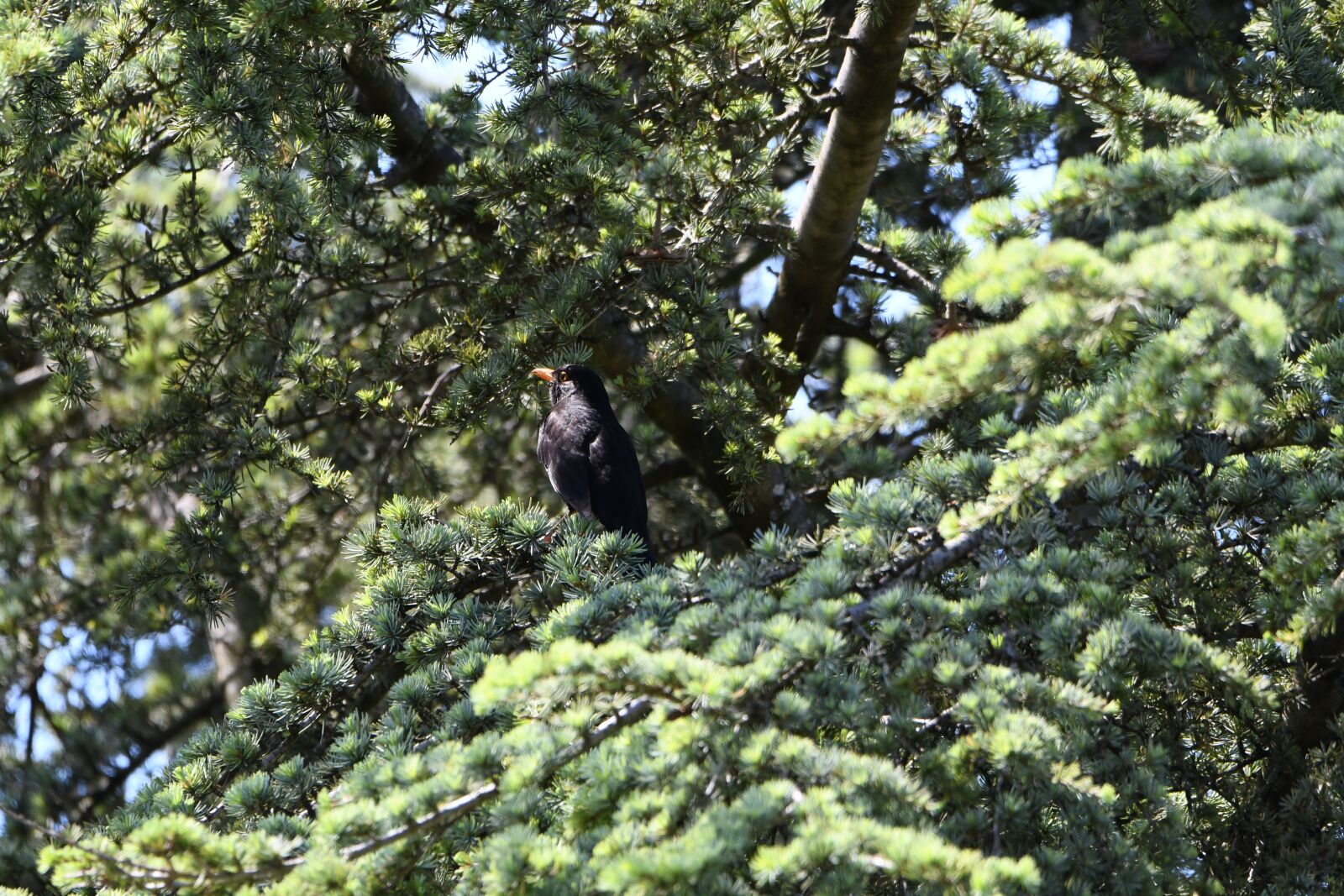 Nikon D7500 sample photo. Merle, bird, spring photography