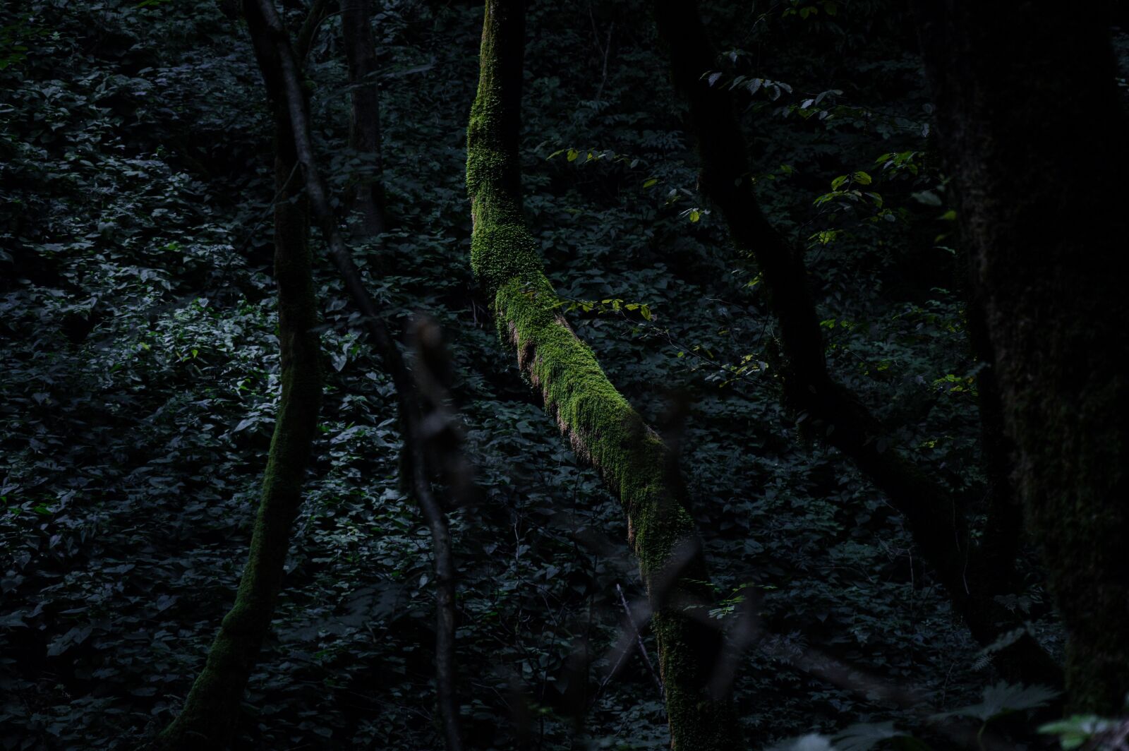 Nikon D3200 sample photo. Forest, night, wood photography