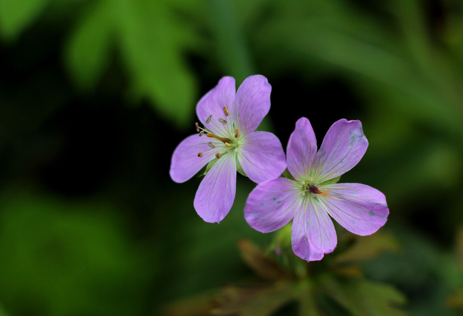 Canon EOS 600D (Rebel EOS T3i / EOS Kiss X5) + Canon EF 50mm F1.8 STM sample photo. Geranium maculatum espresso, pelagonia photography