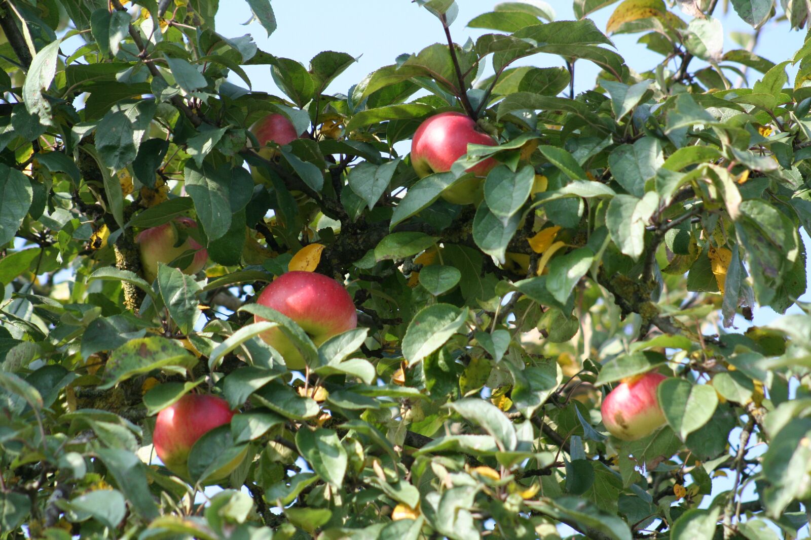 Canon EOS 350D (EOS Digital Rebel XT / EOS Kiss Digital N) sample photo. Apple, tree, leaves photography