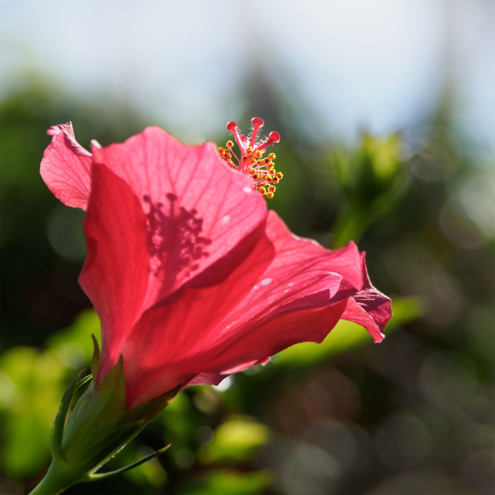 Olympus M.Zuiko Digital ED 12-100mm F4.0 IS Pro sample photo. Hybiscus flower, hibiscus, flower photography