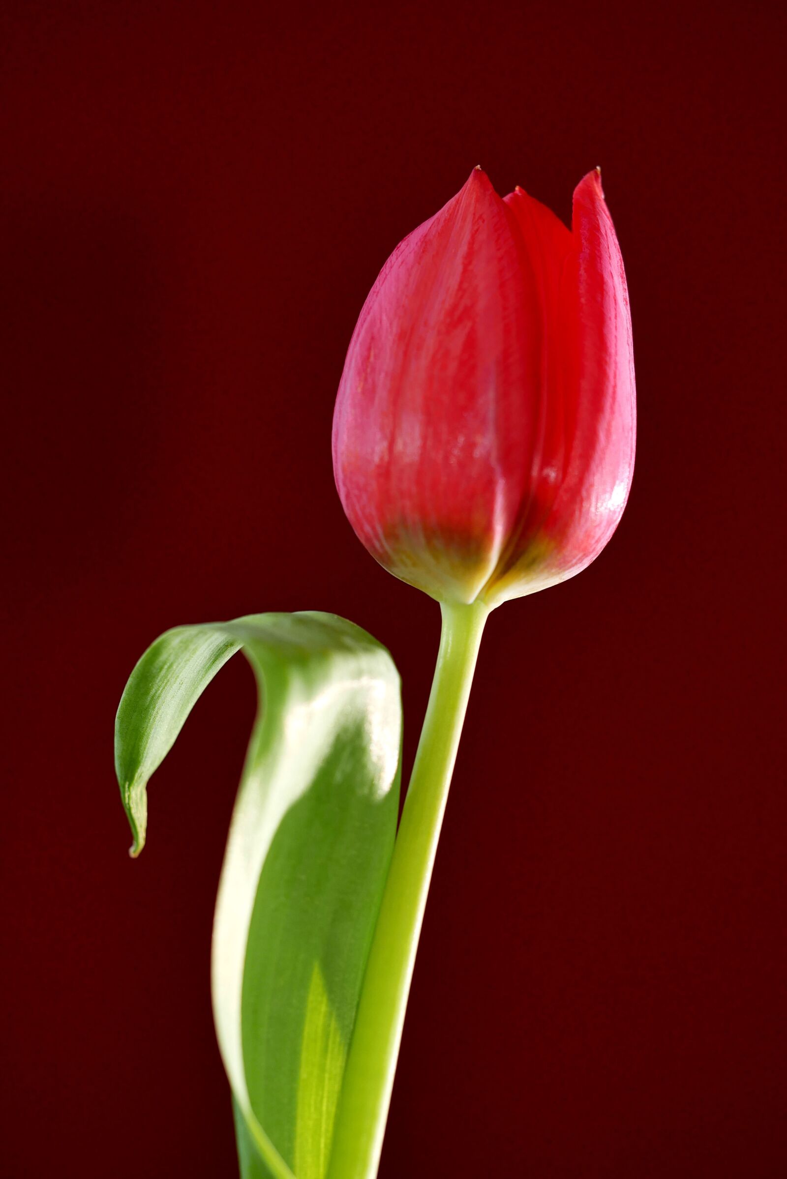 Panasonic Lumix DMC-G85 (Lumix DMC-G80) sample photo. Tulip, flower, red photography