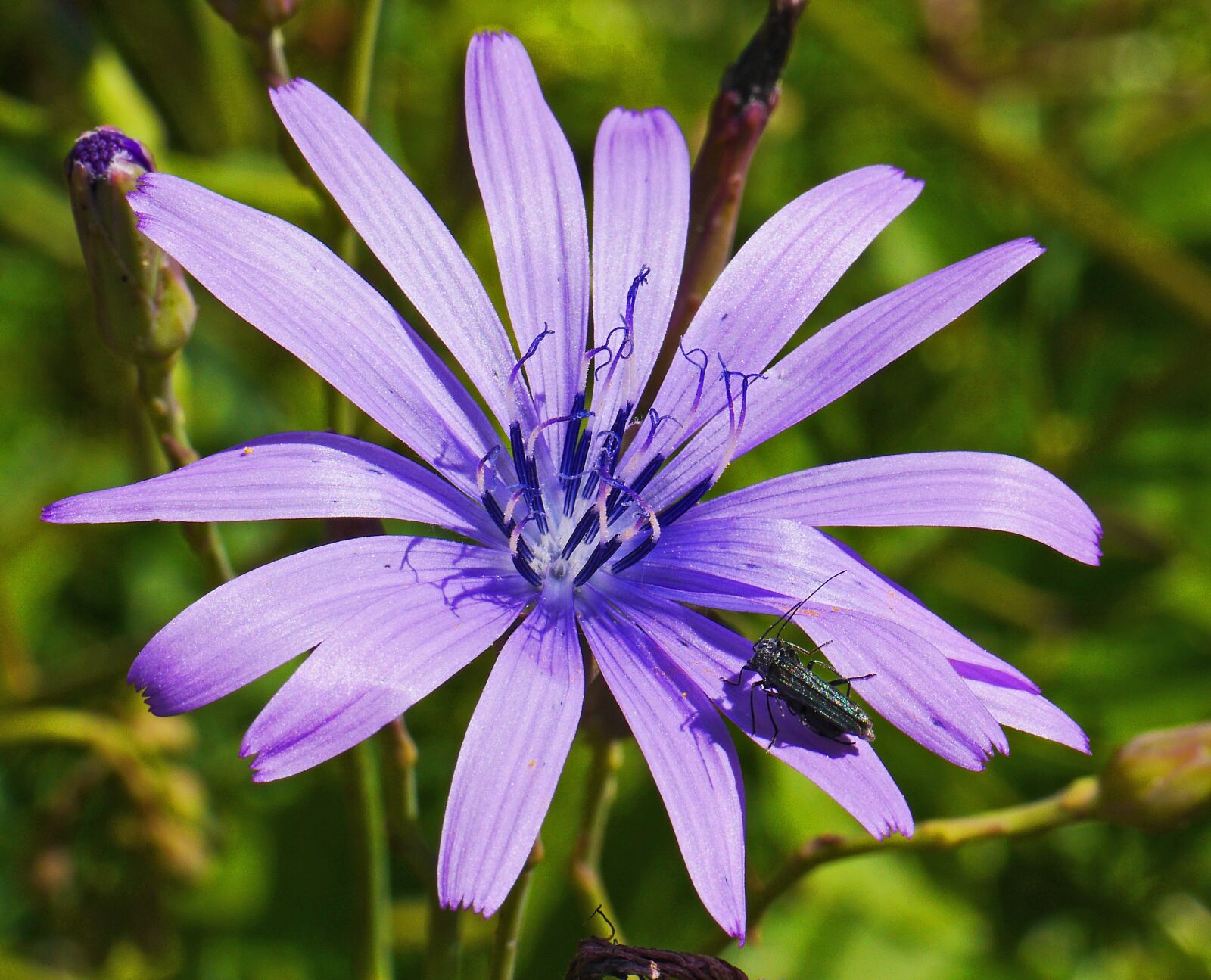 Panasonic Lumix DMC-GH3 sample photo. Alpine flowers, high position photography