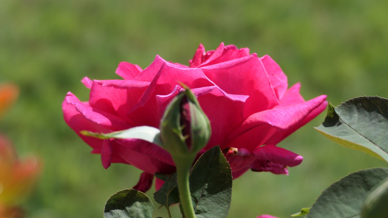 Panasonic DC-FZ10002 sample photo. Rose, petals, pink photography