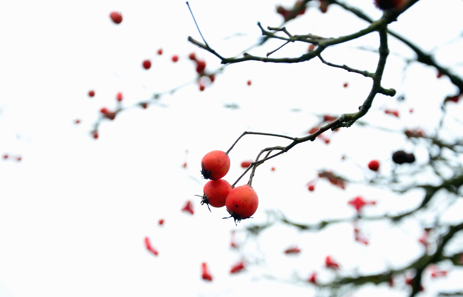 Nikon D5100 sample photo. Wood, branch, fruit, nature photography