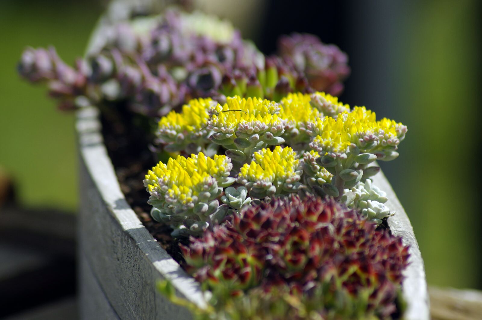 Pentax K-3 sample photo. Succulents, flowers, ornamental plant photography