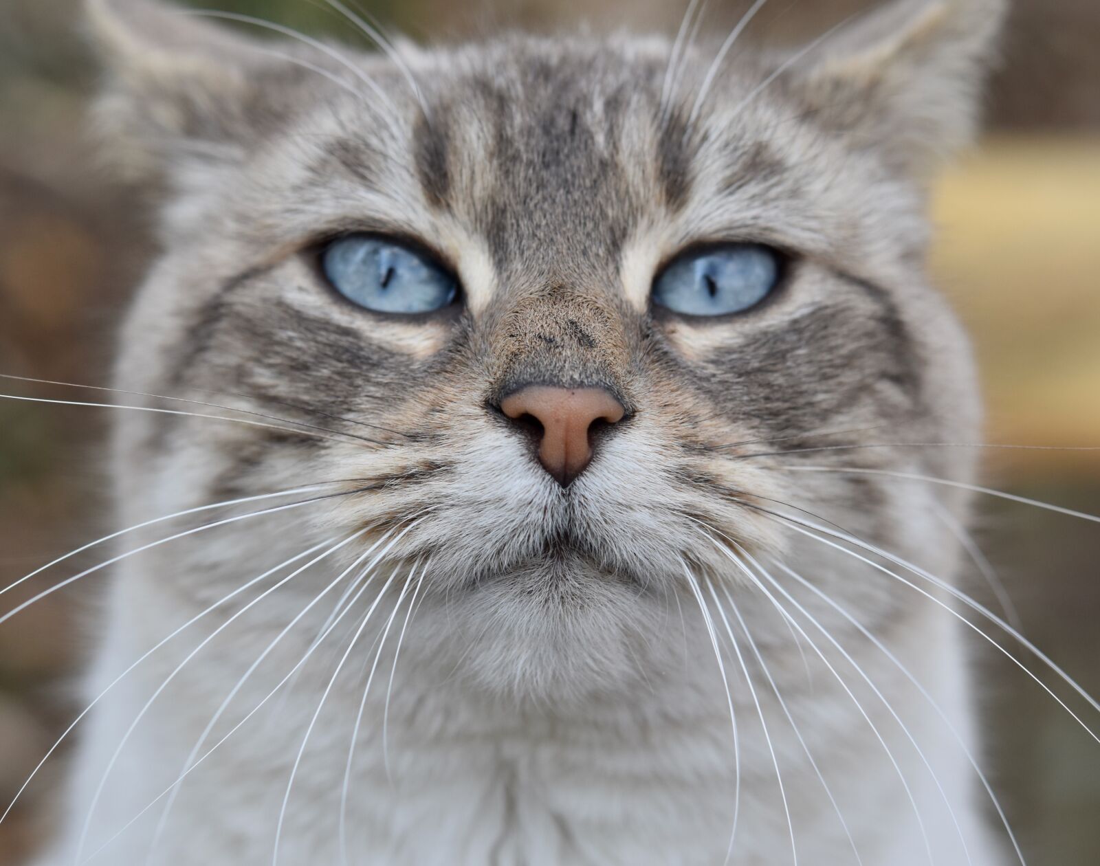 Nikon D5600 sample photo. Cat, nose cat, whiskers photography
