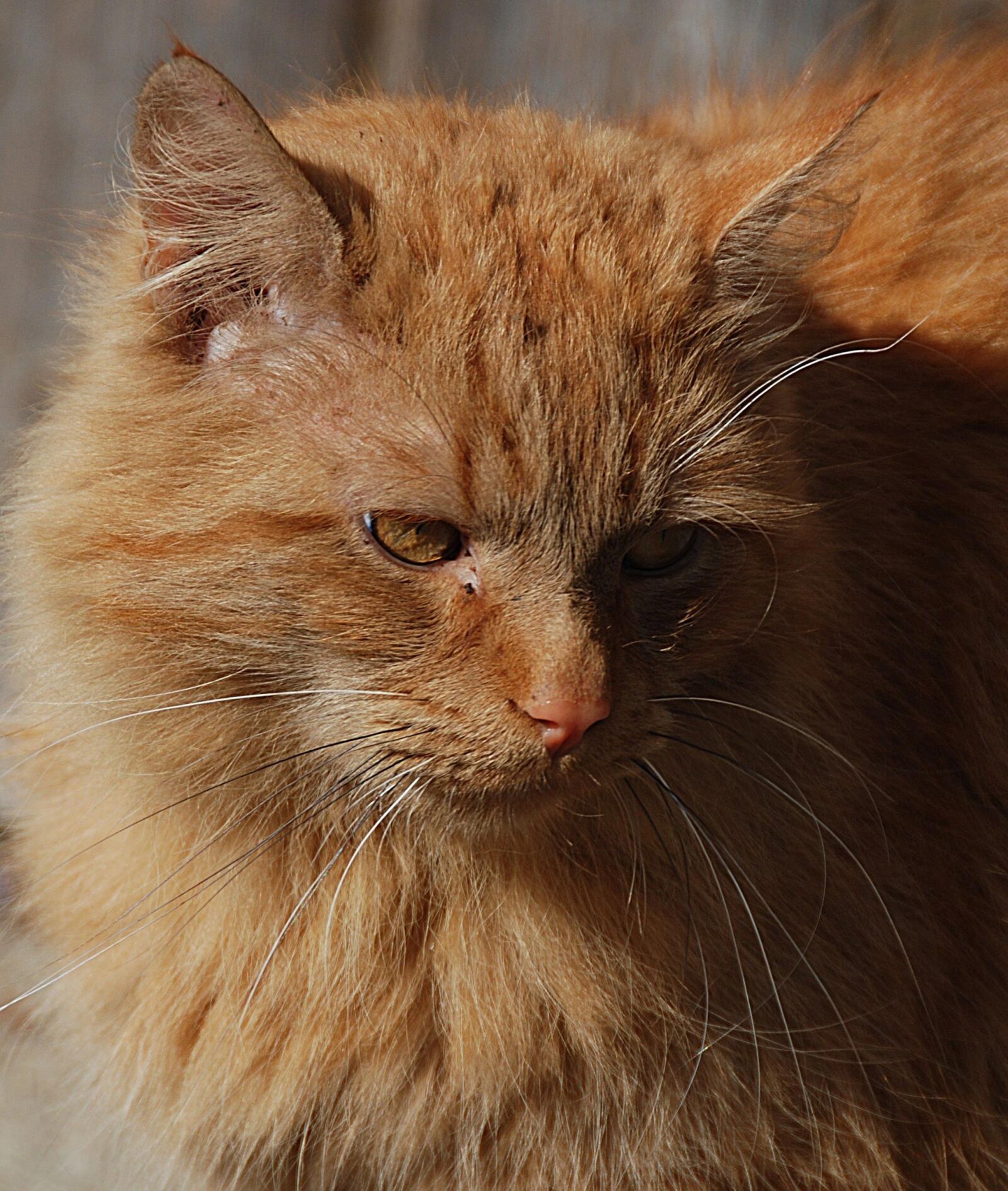 Nikon D80 sample photo. Cat, red, domestic cat photography