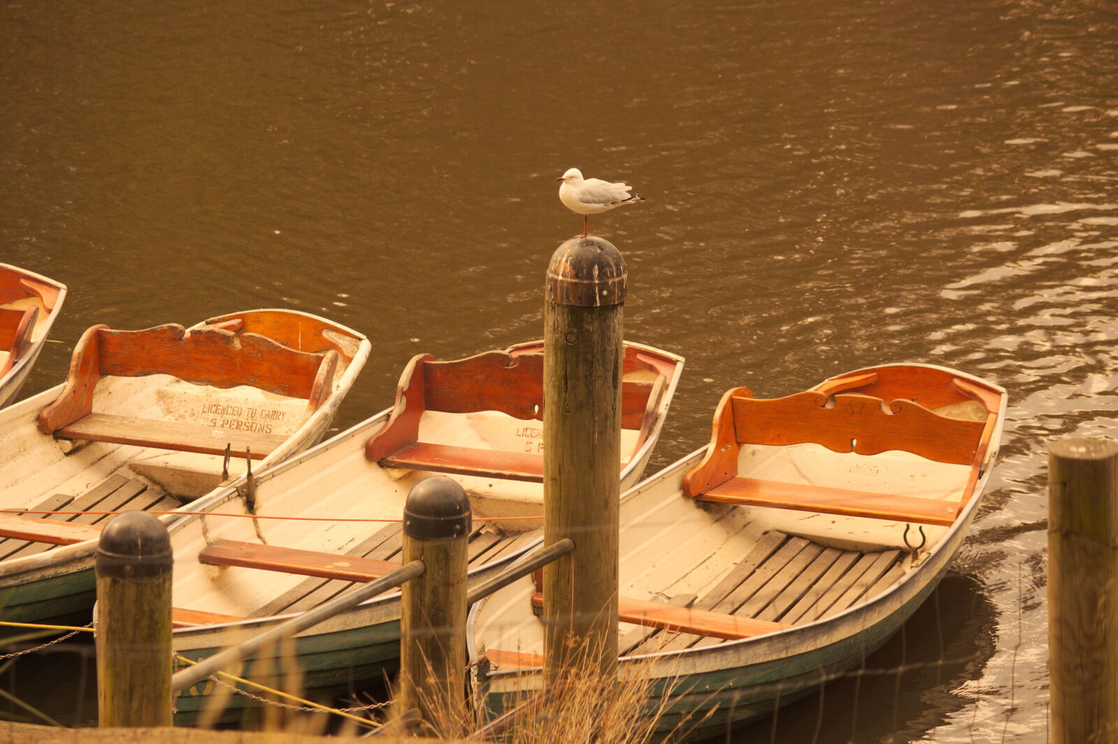 Canon EOS 600D (Rebel EOS T3i / EOS Kiss X5) sample photo. Bird, boat photography