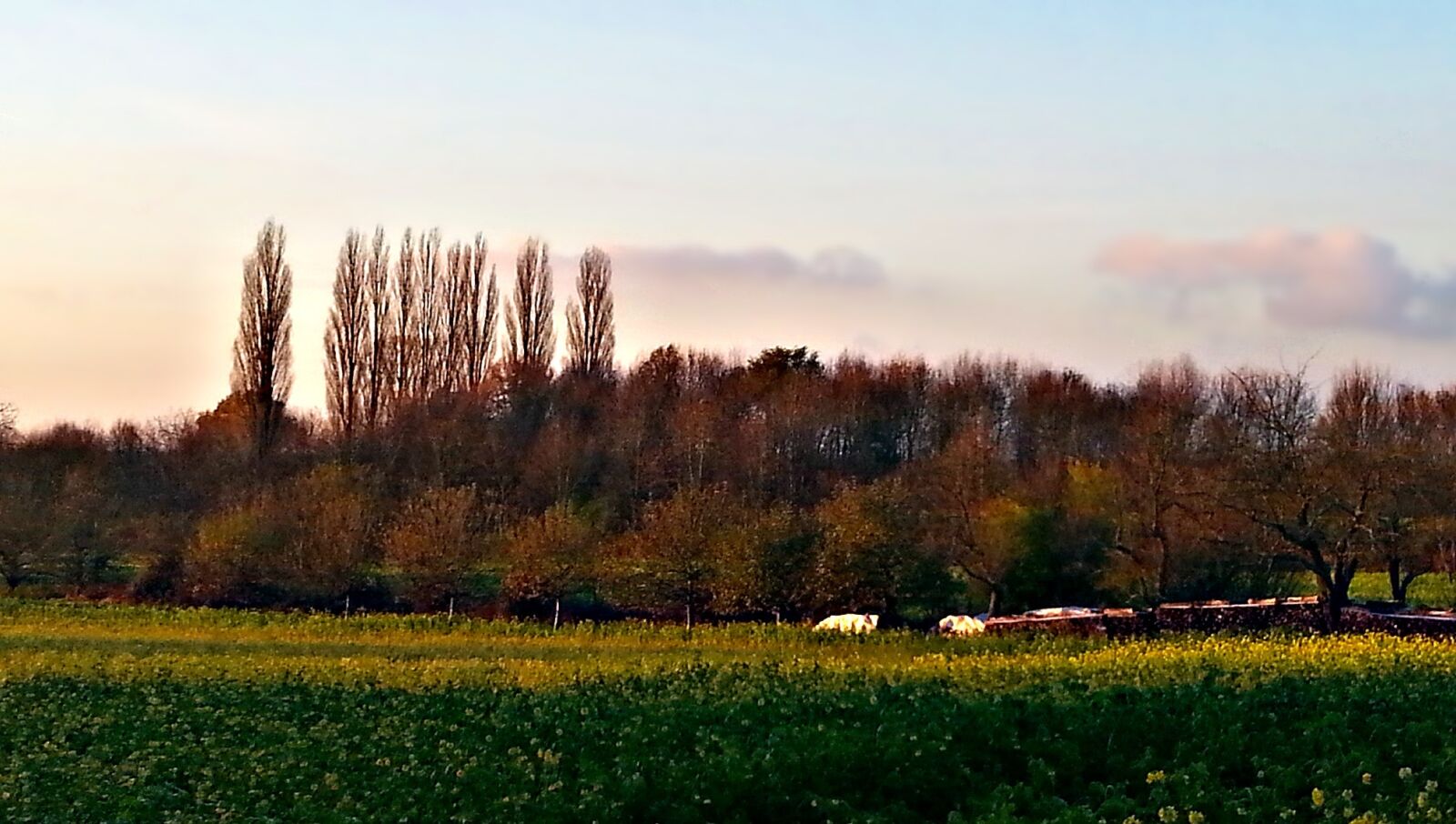 Samsung Galaxy S3 sample photo. Landscape, autumn, the sun photography
