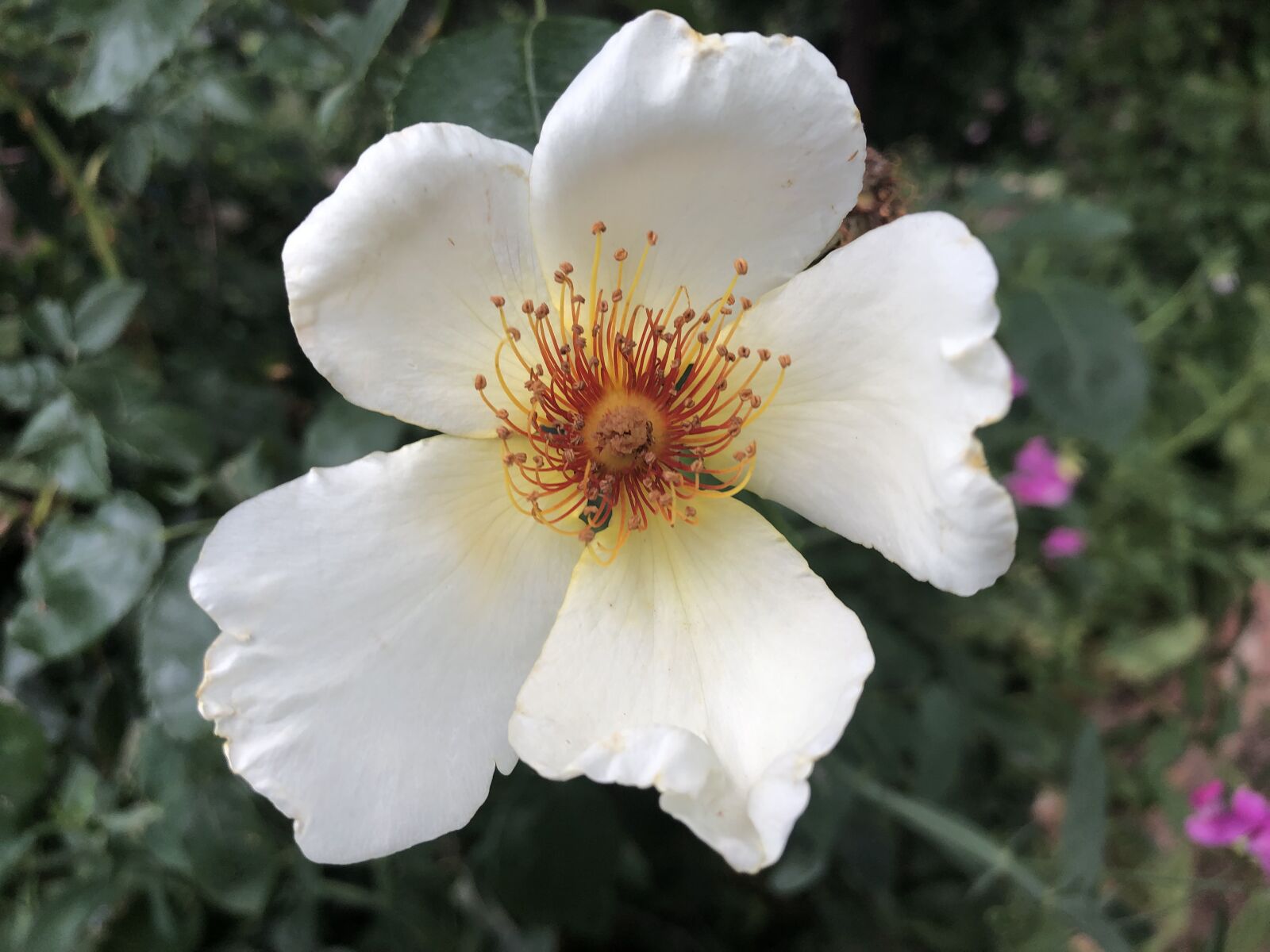 iPhone 8 back camera 3.99mm f/1.8 sample photo. Earth day, flower, nature photography