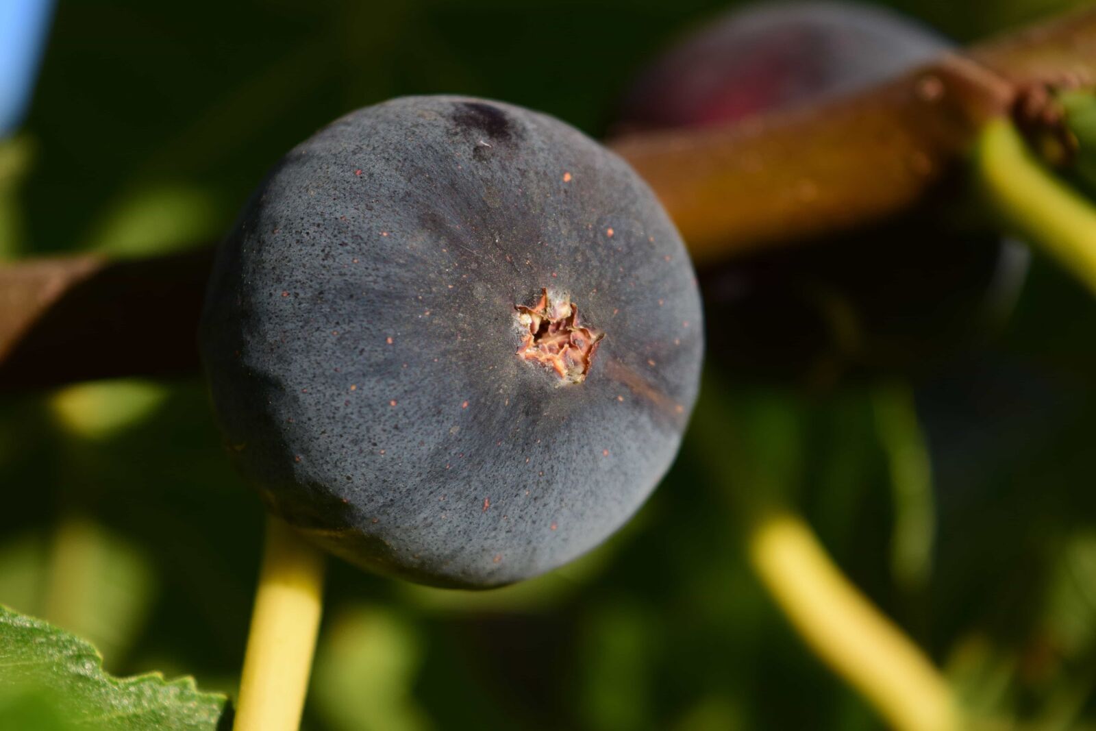 Nikon D3300 sample photo. Food, fruit, fig, flora photography
