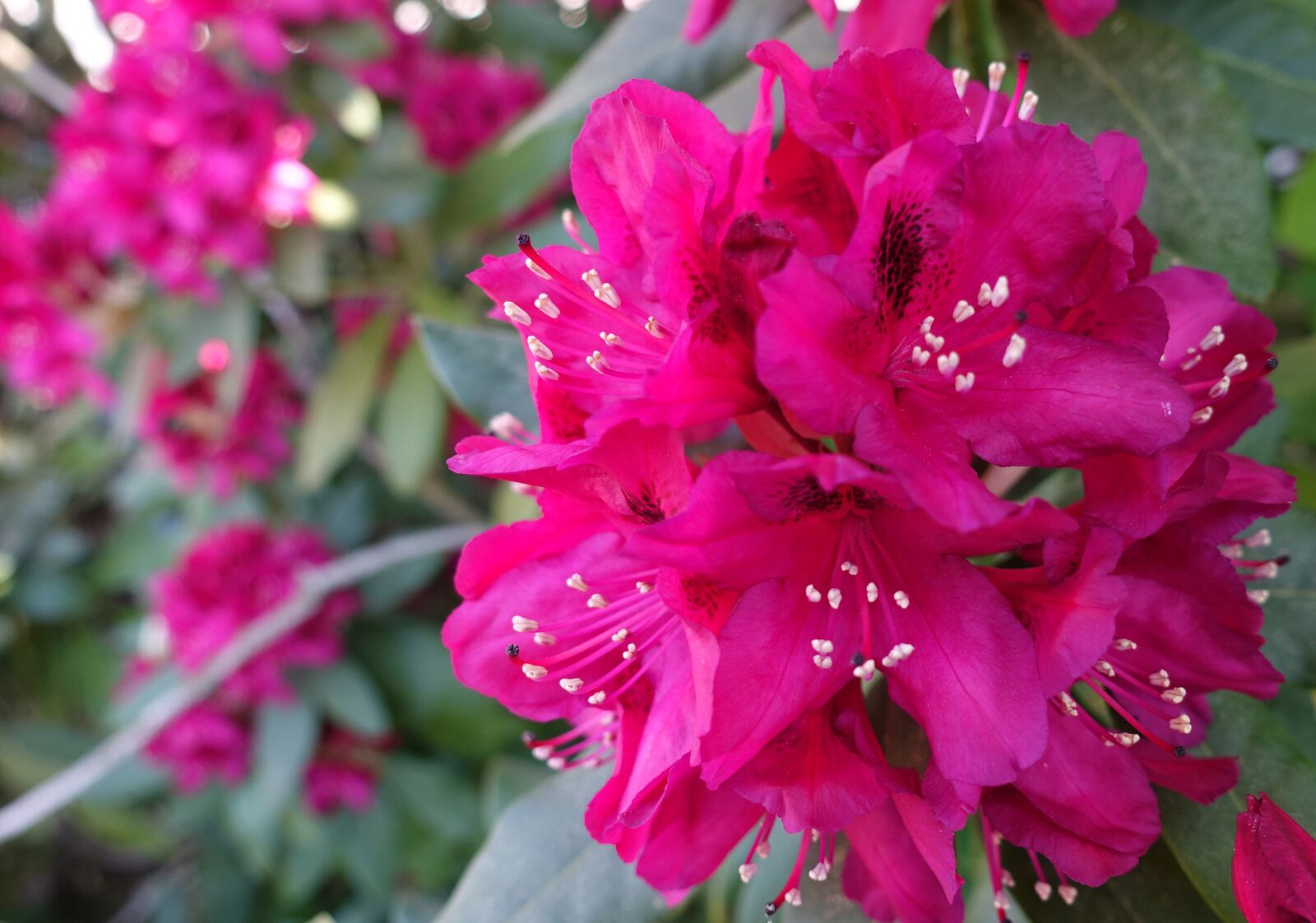 Sony Cyber-shot DSC-RX100 IV sample photo. Rhododendron, pink, blossom photography