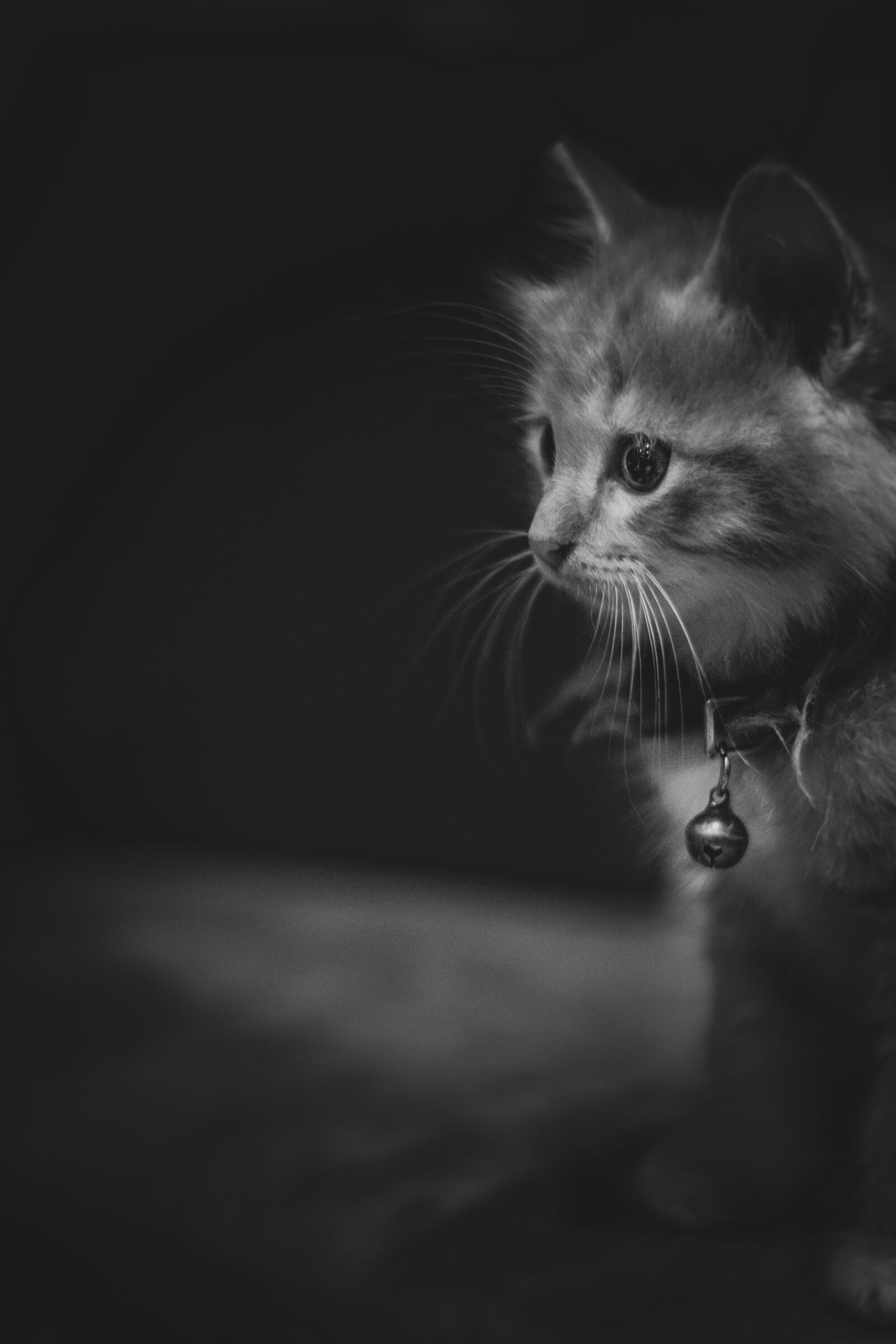 Nikon D500 sample photo. Kitty, adorable, cute photography