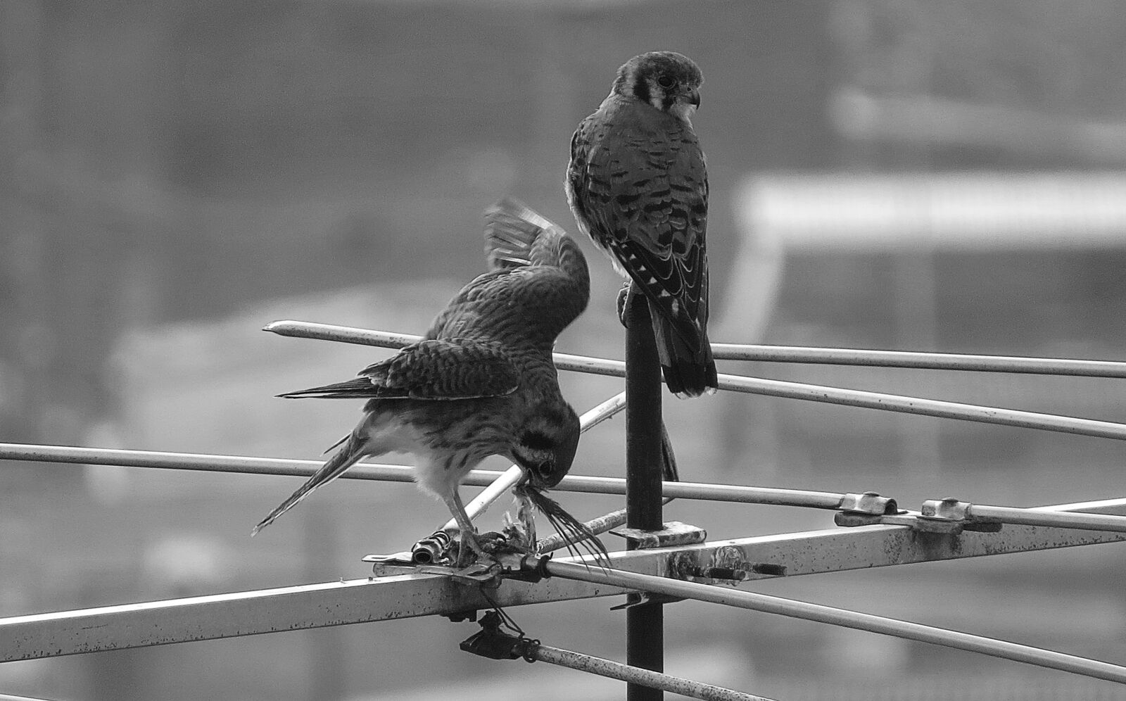 Canon PowerShot SX50 HS sample photo. Image, black and white photography