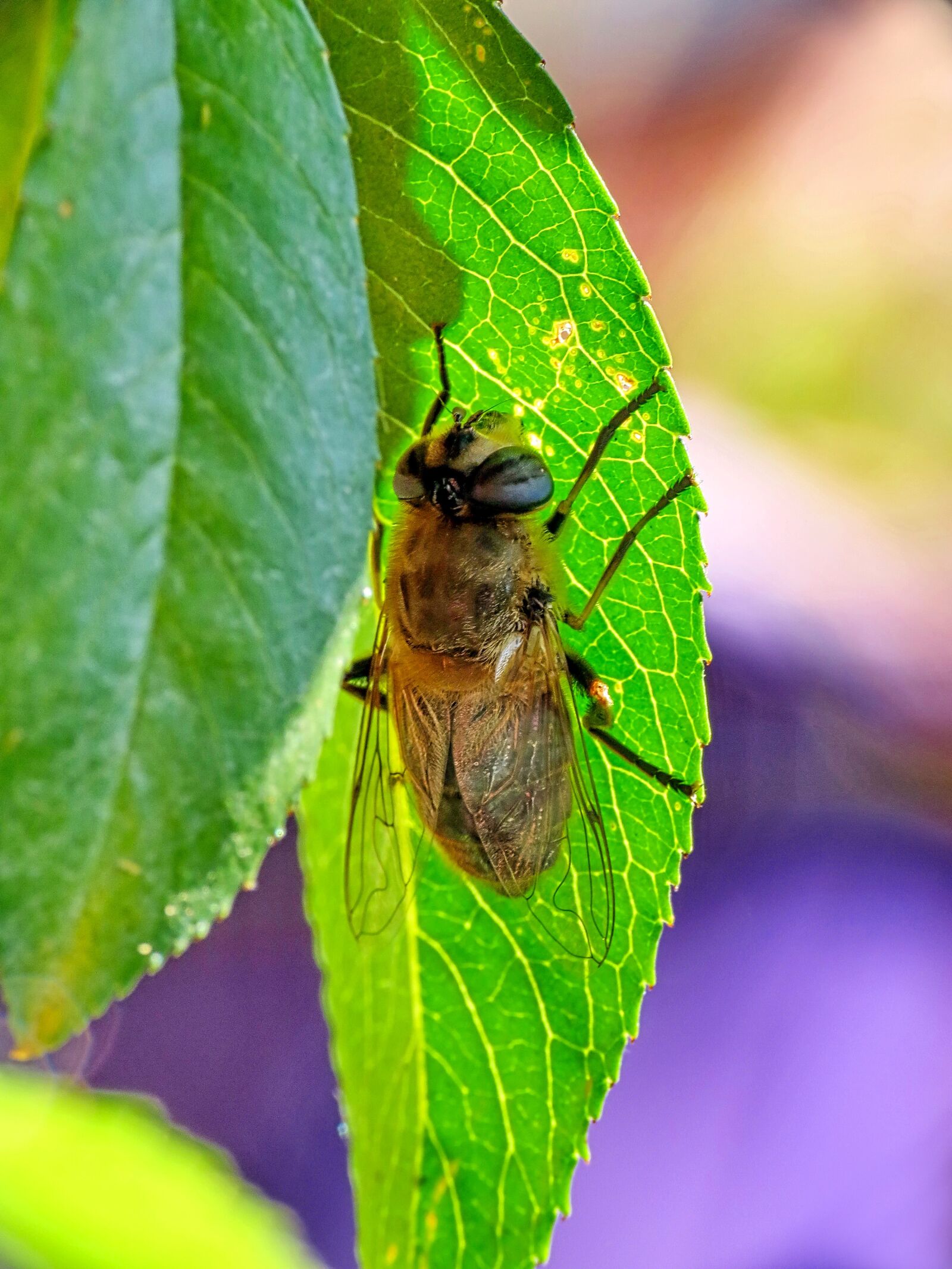 Canon PowerShot SX40 HS sample photo. Hover flies, leaves, insects photography