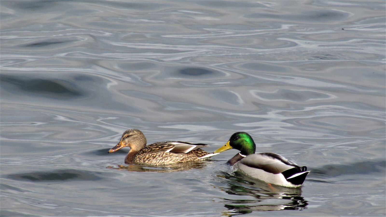 Canon PowerShot SX510 HS sample photo. Duck, lake, body of photography