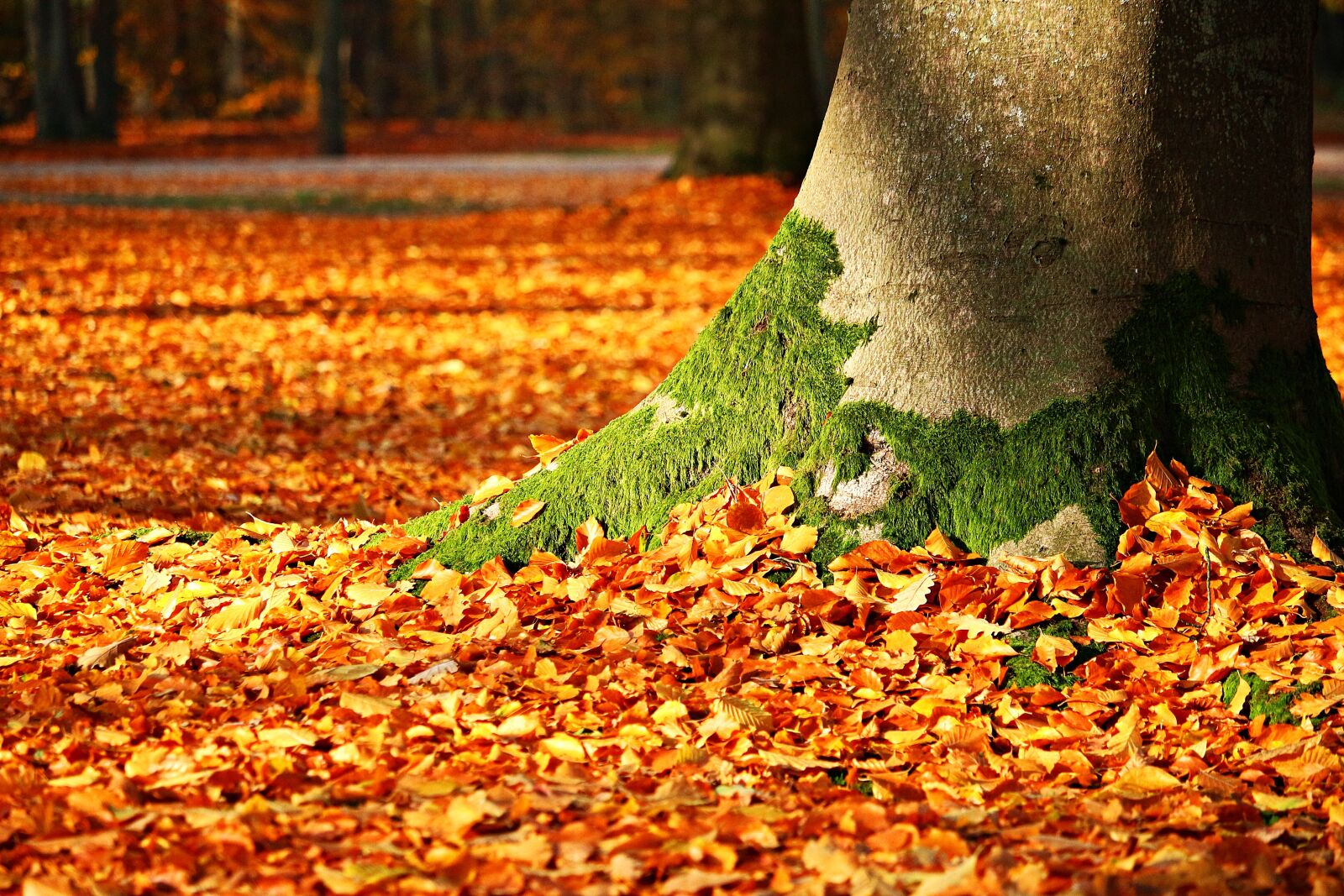 Canon EOS 100D (EOS Rebel SL1 / EOS Kiss X7) sample photo. Fall foliage, moss, tree photography