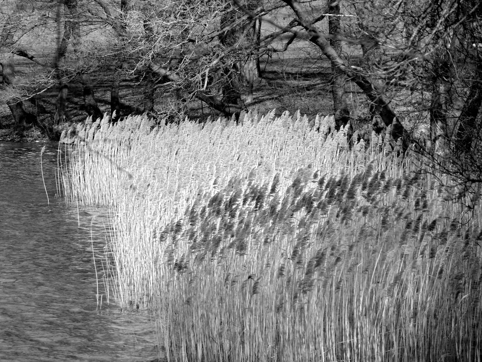 Sony Cyber-shot DSC-H300 sample photo. Lake, grasses, river photography