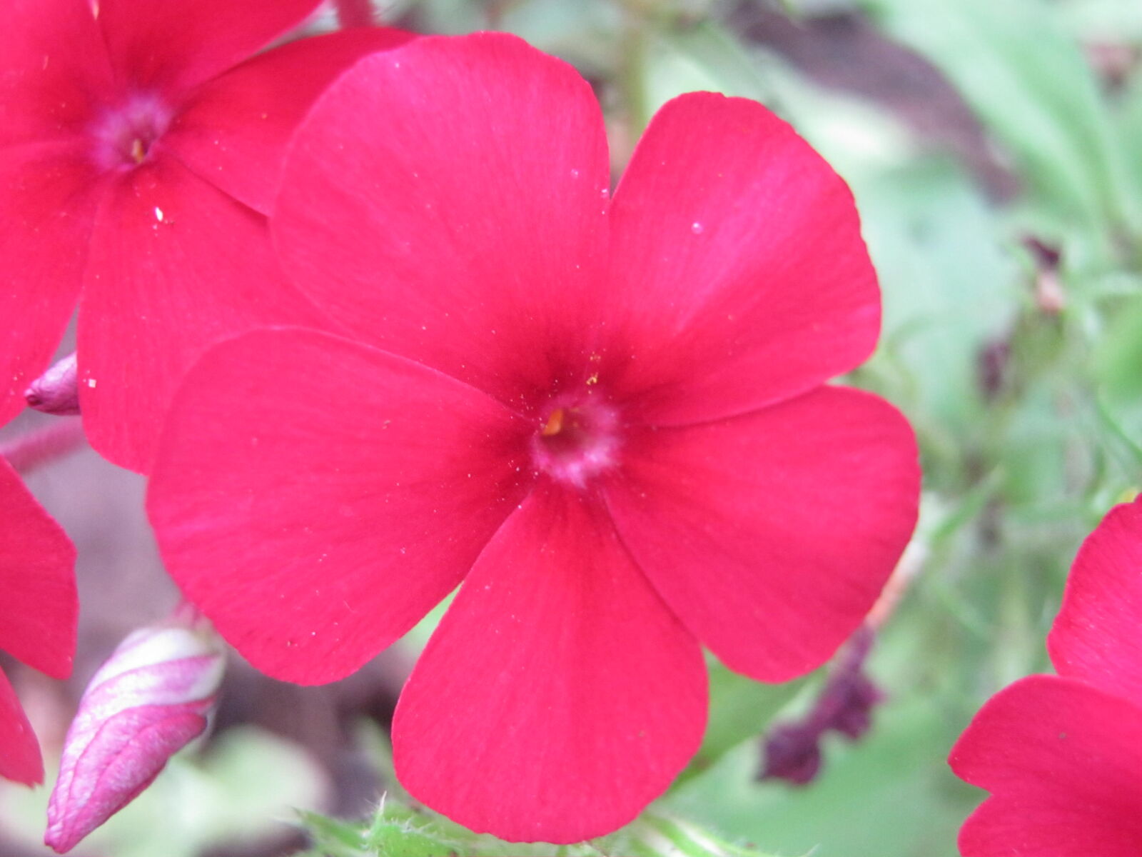 Canon PowerShot A800 sample photo. Beautiful, flower, flower, garden photography