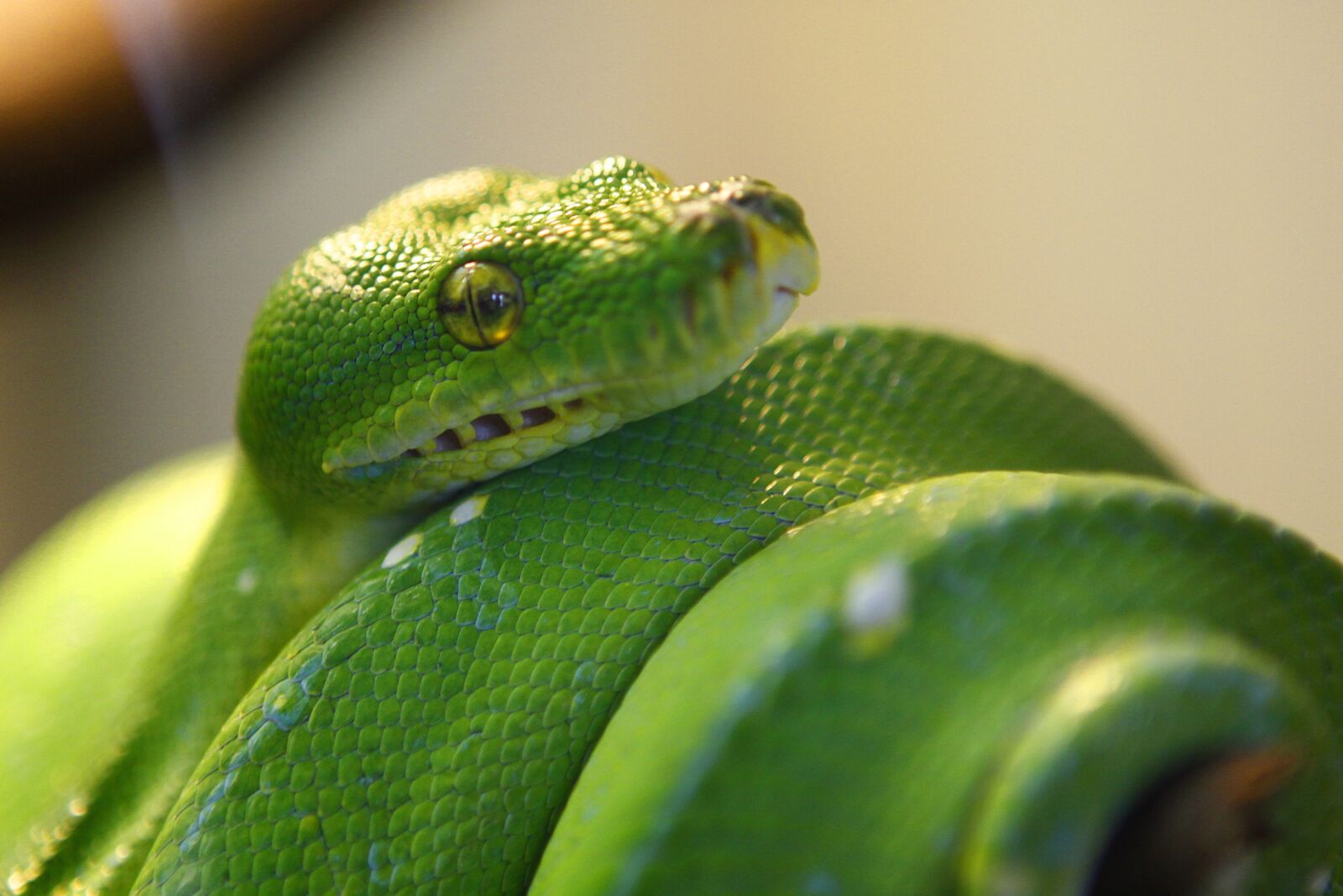 Canon EOS 50D sample photo. Snake, green, gree tree photography