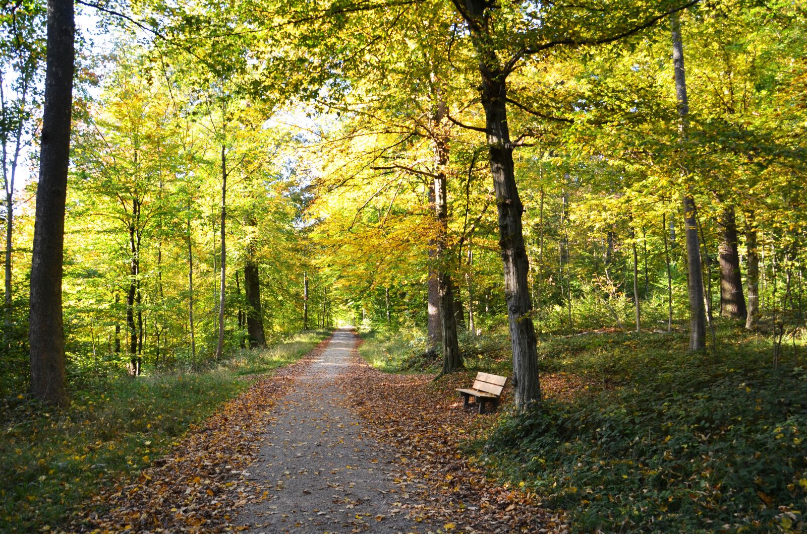 Nikon D7000 sample photo. Autumn, away, forest photography