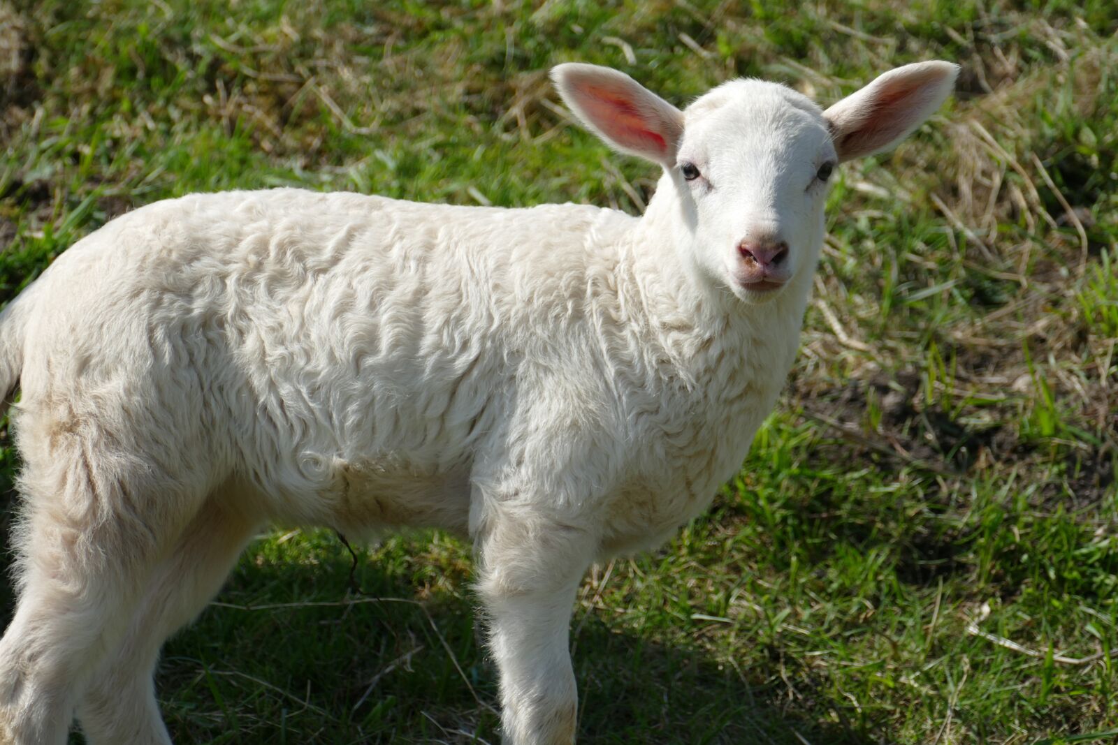 Panasonic Lumix DMC-FZ1000 sample photo. Lamb, sheep, mammal photography