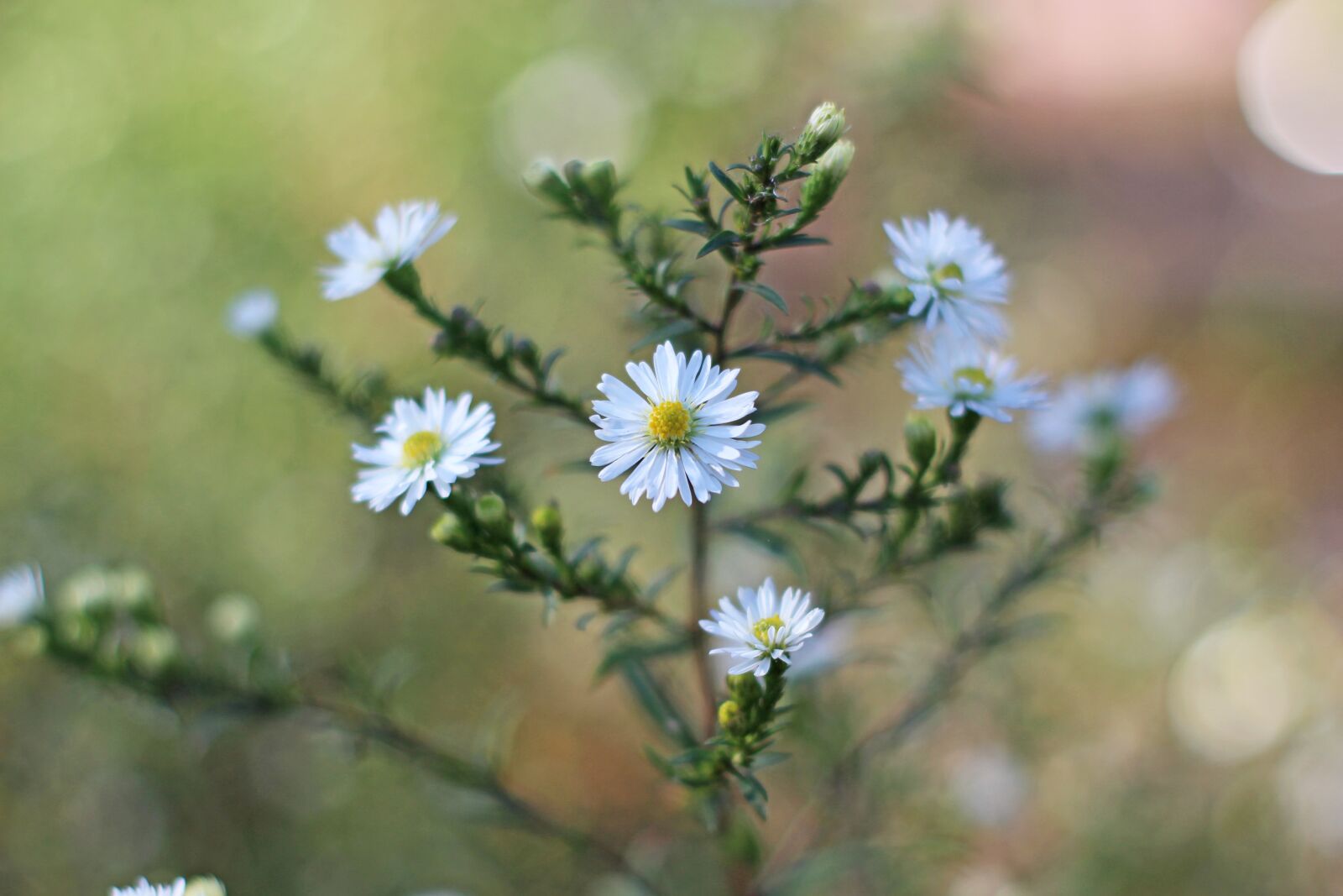 Canon EOS 700D (EOS Rebel T5i / EOS Kiss X7i) sample photo. Aster, autumn flower, autumn photography