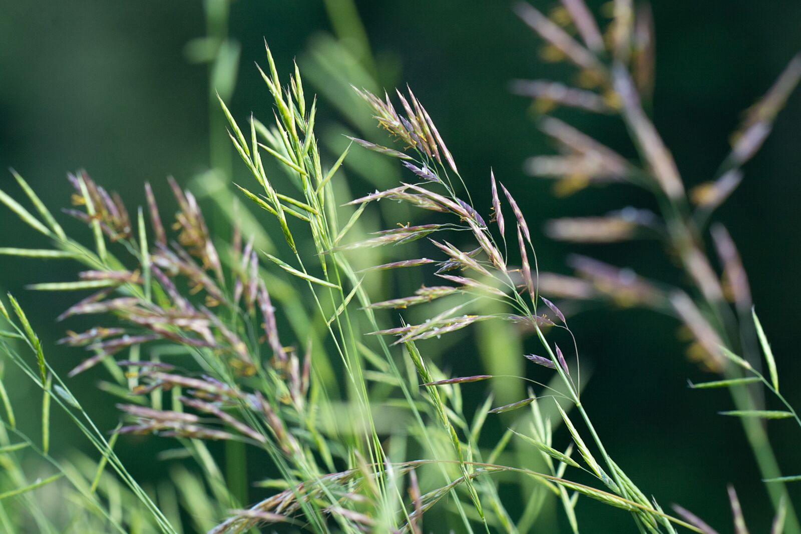 Nikon D7100 sample photo. Grasses, green, green grasses photography