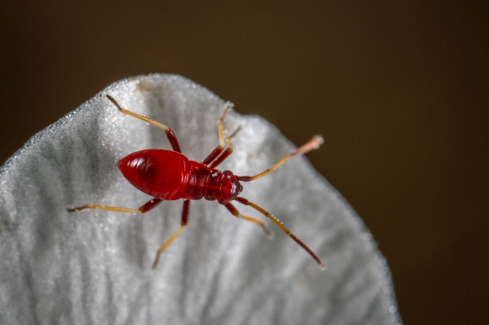 #124 65/2.8 sample photo. Insect, macro, petal photography