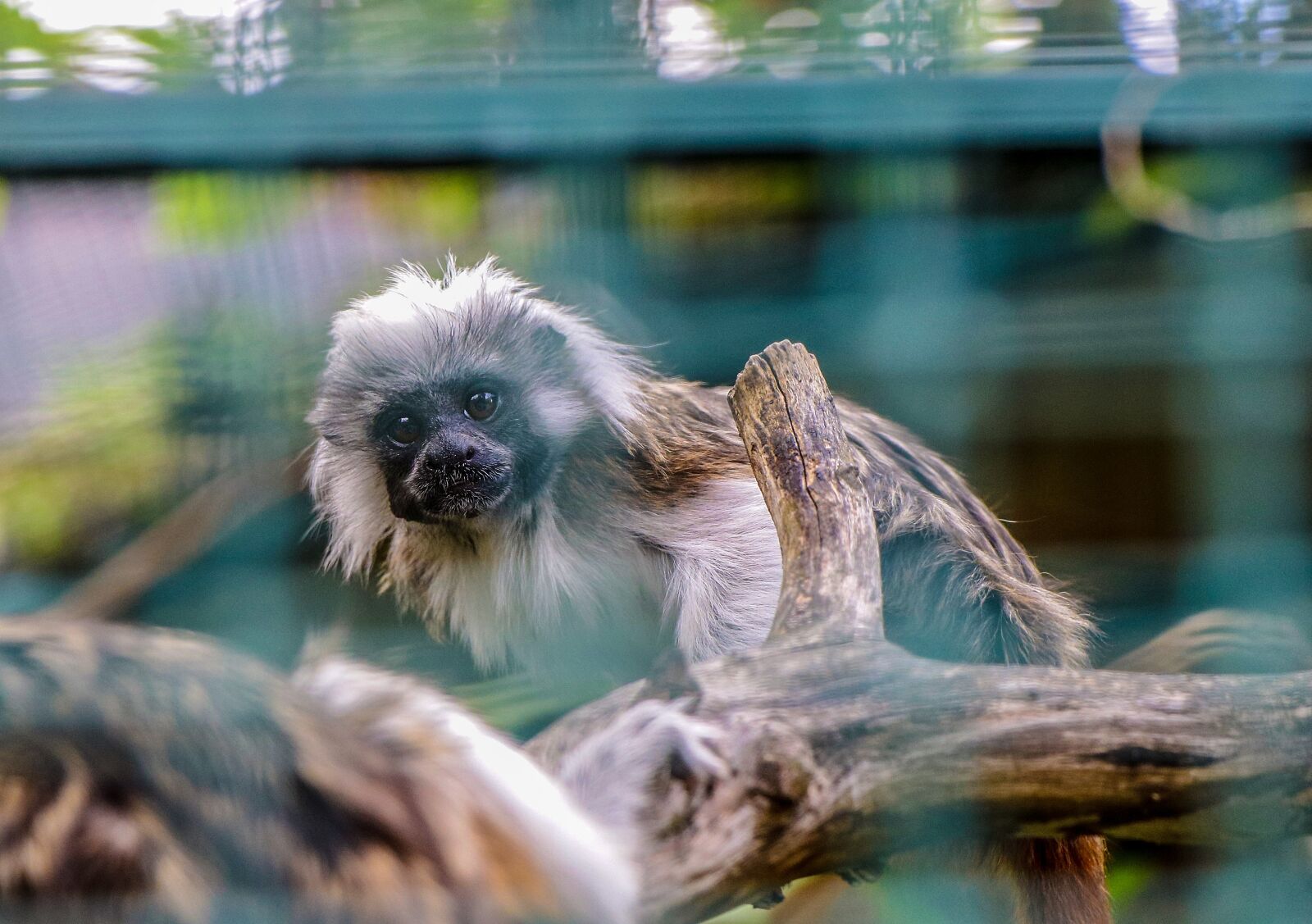 Canon EF-S 18-135mm F3.5-5.6 IS USM sample photo. Monkey, äffchen, animal world photography