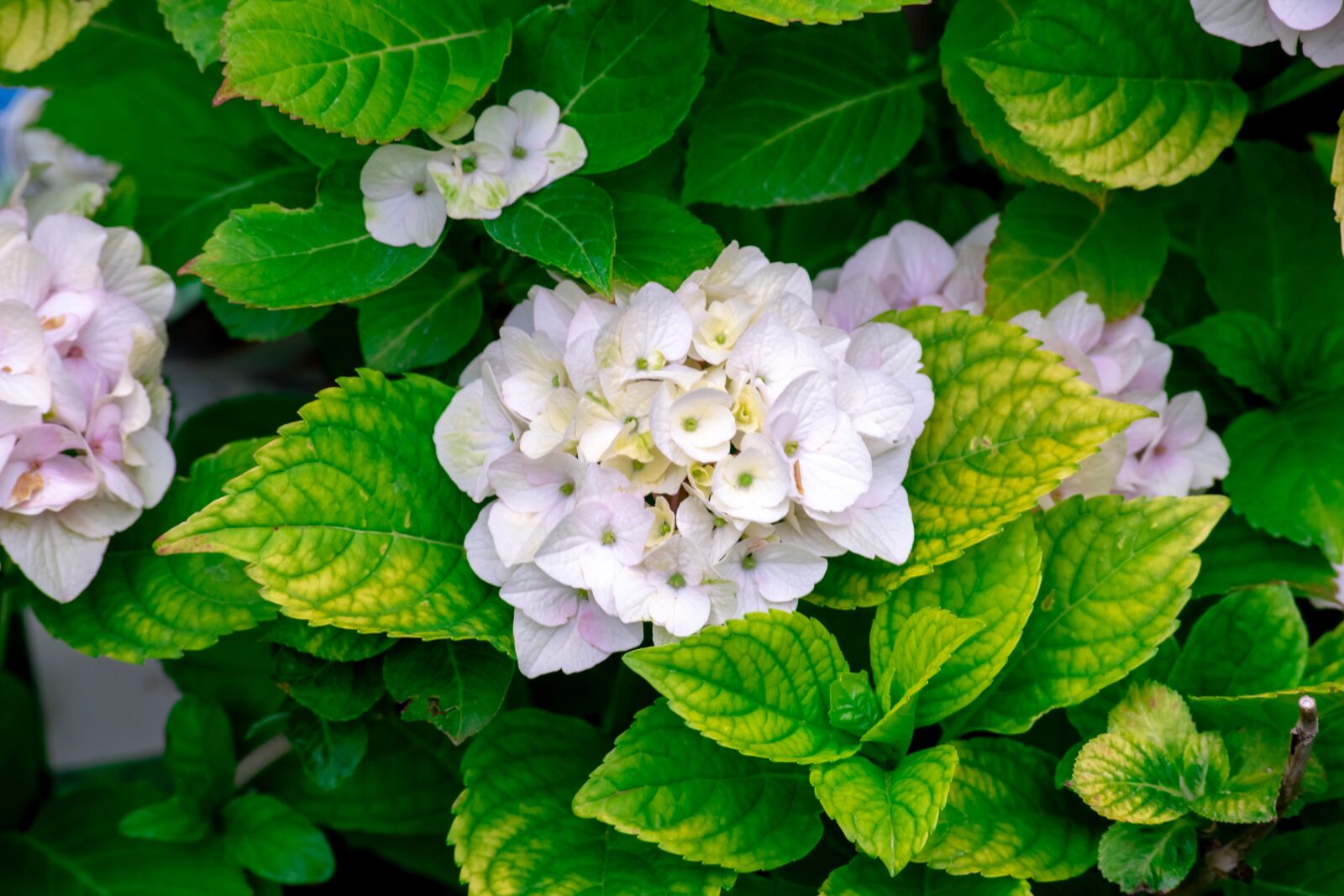 Nikon D3300 sample photo. Magic, flower, green photography