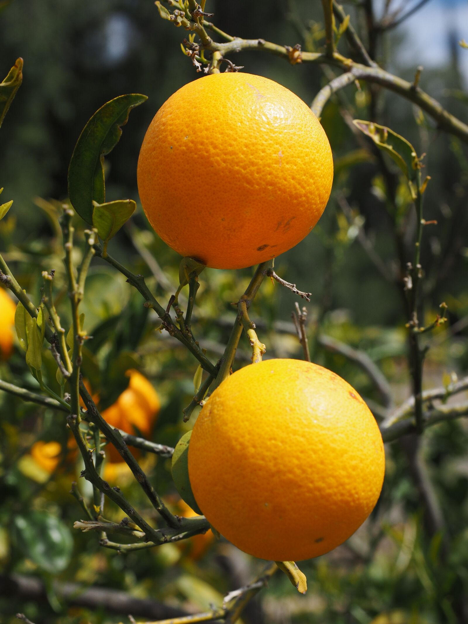 Olympus OM-D E-M1 + Olympus M.Zuiko Digital ED 12-40mm F2.8 Pro sample photo. Oranges, fruits, orange tree photography