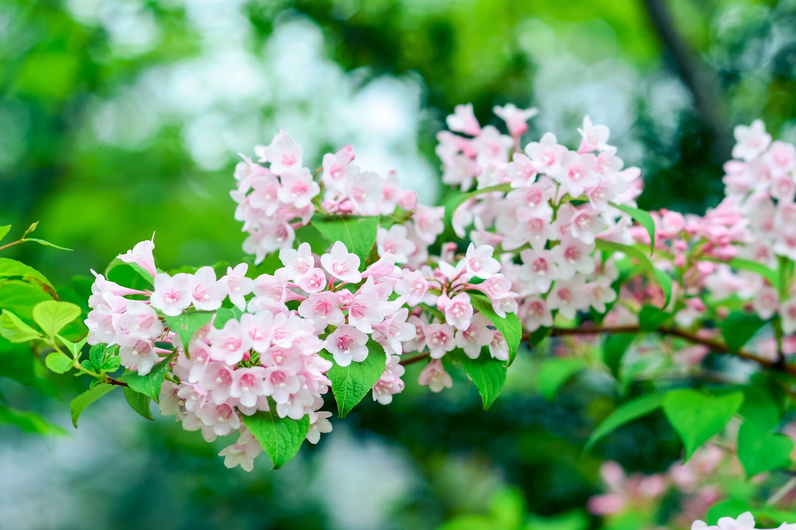 Nikon Df sample photo. Natural, plant, mountain photography
