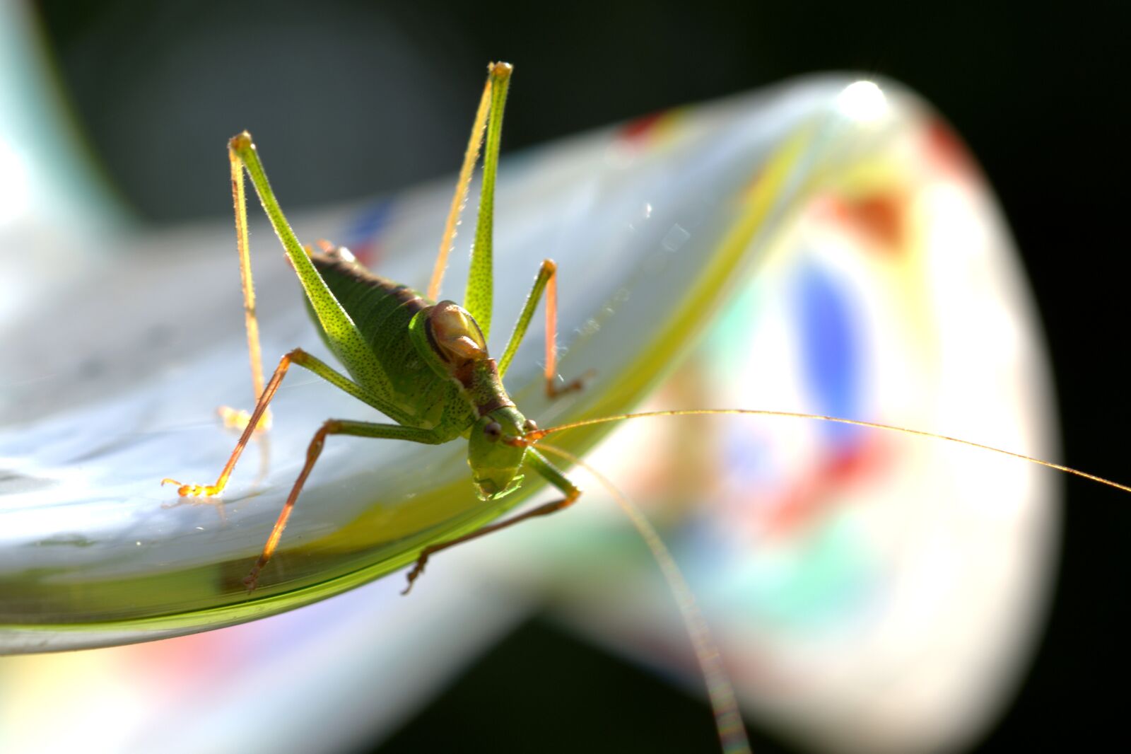 Nikon D5200 sample photo. Grasshopper, green, close up photography