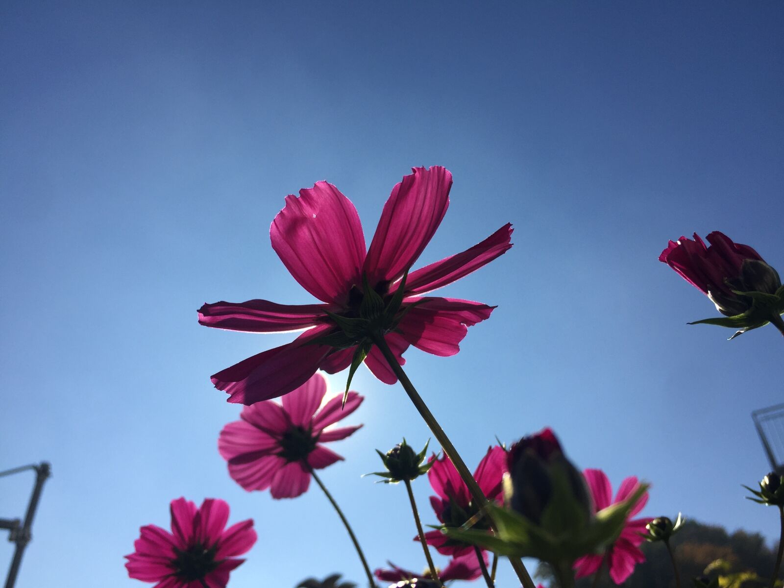 iPhone 6 Plus back camera 4.15mm f/2.2 sample photo. Flower, sunlight, autumn photography