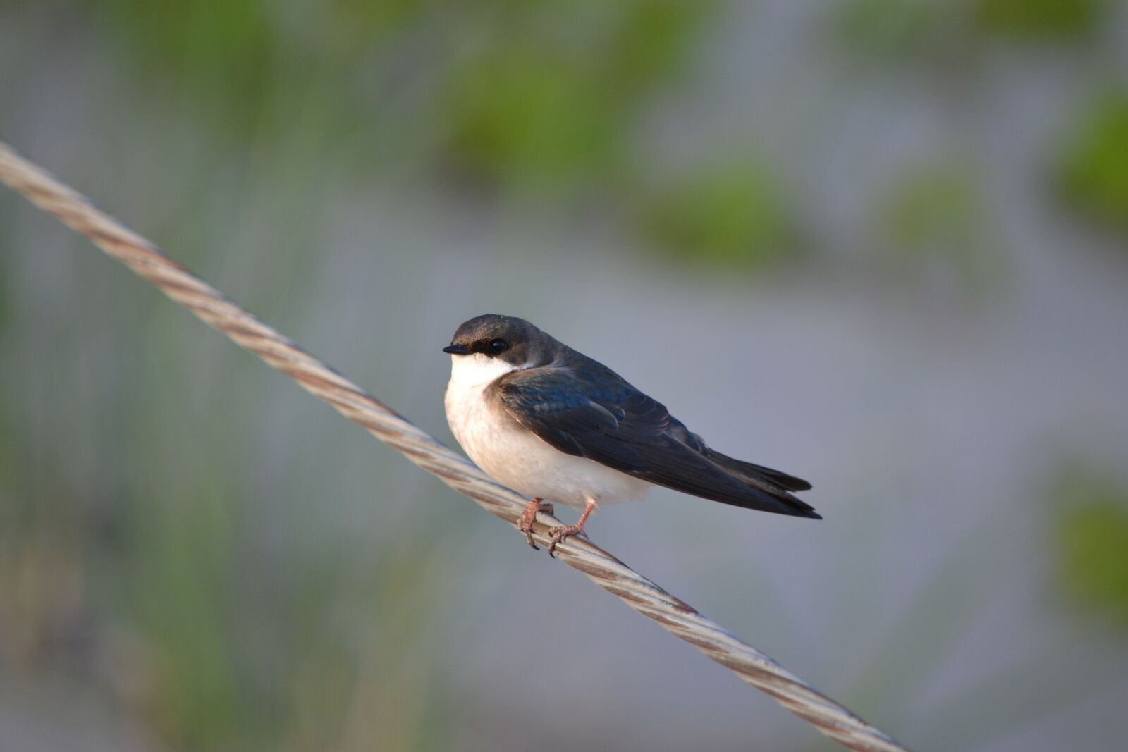 Nikon D3100 sample photo. Swallow, bird, nature photography