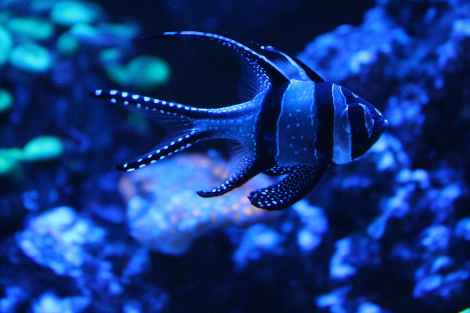 Canon EOS 1300D (EOS Rebel T6 / EOS Kiss X80) sample photo. Submerged, pisces, coral photography