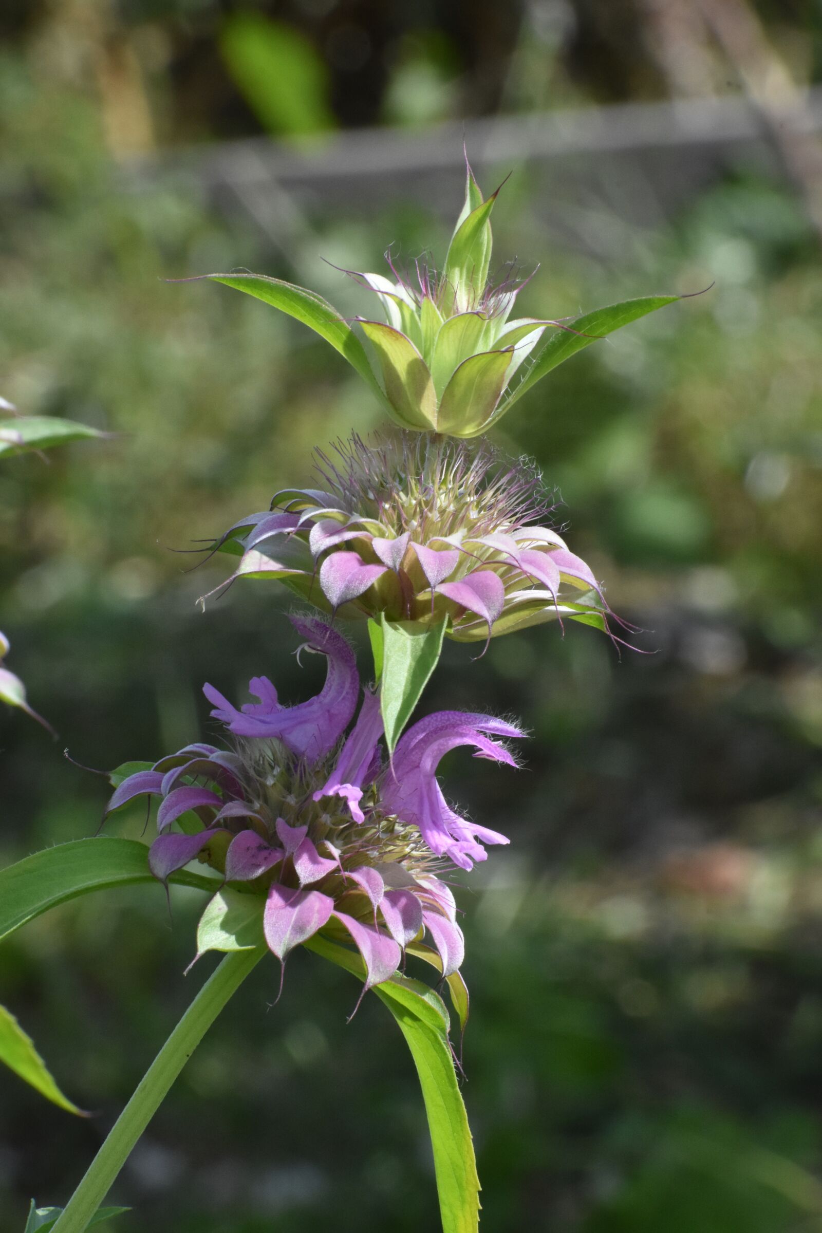 Nikon D3400 sample photo. Monarda, lemon, flowers photography