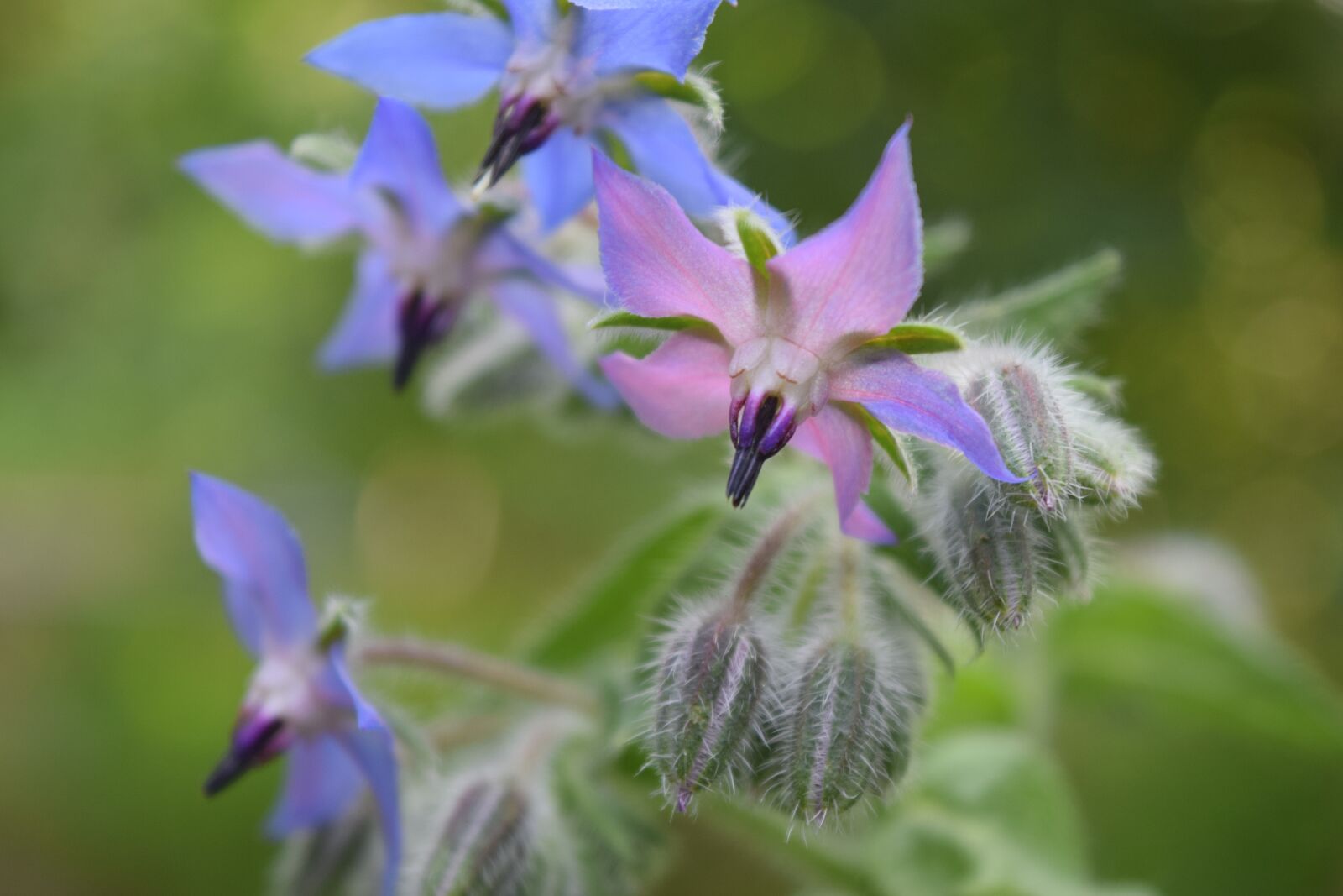 Nikon D3300 sample photo. Borage, flowers, borretschblüte photography